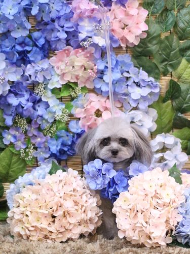 20250620べにちゃん